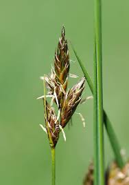 Attēlu rezultāti vaicājumam “Carex praecox”