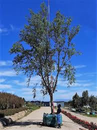 Attēlu rezultāti vaicājumam “Populus simonii”