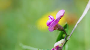 Attēlu rezultāti vaicājumam “Lathyrus tuberosus bud”