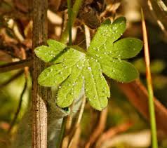 Attēlu rezultāti vaicājumam “Oenothera rubricauli leaf”