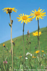 Image result for Arnika