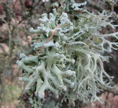 Attēlu rezultāti vaicājumam “Hypogymnia tubulosa”