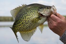 Image result for Pomoxis annularis