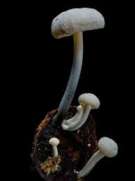 Attēlu rezultāti vaicājumam “Physarum murinum stalked”