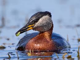 Image result for Podiceps grisegena