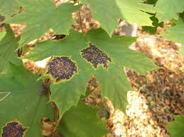 Attēlu rezultāti vaicājumam “Rhytisma acerinum”