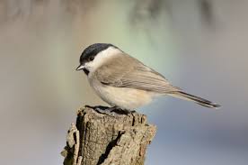 Attēlu rezultāti vaicājumam “Poecile palustris adult”