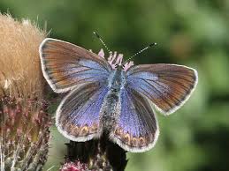 Attēlu rezultāti vaicājumam “Plebejus argus / Plebejus idas”