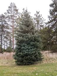 Attēlu rezultāti vaicājumam “Abies concolor”
