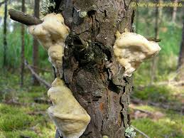 Attēlu rezultāti vaicājumam “Diplomitoporus flavescens”