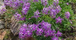 Image result for Dianthus superbus