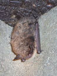 Attēlu rezultāti vaicājumam “Myotis brandtii”