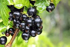 Attēlu rezultāti vaicājumam “Ribes nigrum fruit”