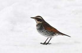 Image result for Turdus eunomus