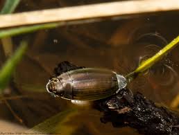 Attēlu rezultāti vaicājumam “Gyrinidae”