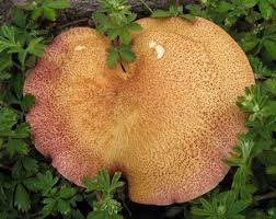 Attēlu rezultāti vaicājumam “Tricholomopsis rutilans”