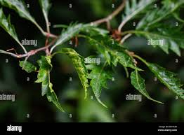 Attēlu rezultāti vaicājumam “Fagus sylvatica fo. laciniata”
