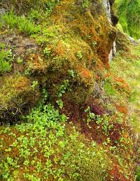 Attēlu rezultāti vaicājumam “Harpanthus flotovianus cells”