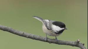 Attēlu rezultāti vaicājumam “Poecile montanus adult”