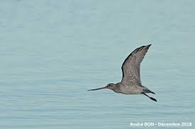 Attēlu rezultāti vaicājumam “Limosa lapponica”