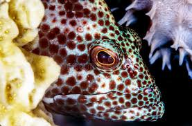 Image result for Epinephelus morio