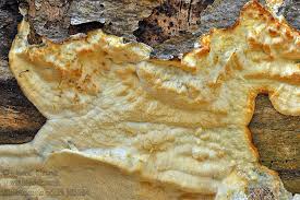 Attēlu rezultāti vaicājumam “Skeletocutis odora”