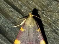 Attēlu rezultāti vaicājumam “Hypsopygia costalis”