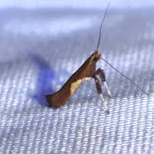 Attēlu rezultāti vaicājumam “Caloptilia stigmatella”