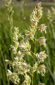 Attēlu rezultāti vaicājumam “Phalaroides arundinacea fruit”