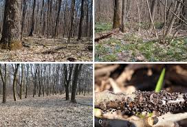 Attēlu rezultāti vaicājumam “Lamproderma pseudomaculatum”