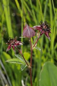 Attēlu rezultāti vaicājumam “Potentilla arenaria bud”