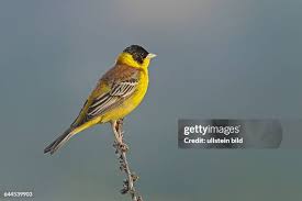 Image result for Emberiza melanocephala