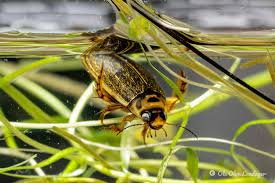 Attēlu rezultāti vaicājumam “Rhantus frontalis”