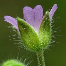 Attēlu rezultāti vaicājumam “Geranium pusillum flower”