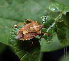 Attēlu rezultāti vaicājumam “Carpocoris sp. nymph”