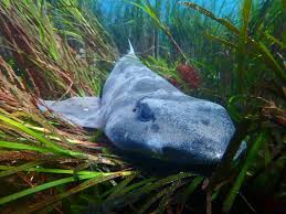 Image result for Cephaloscyllium laticeps