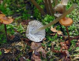 Attēlu rezultāti vaicājumam “Mycena viscosa”