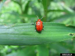 Attēlu rezultāti vaicājumam “Lilioceris lilii”