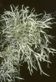 Attēlu rezultāti vaicājumam “Ramalina farinacea”