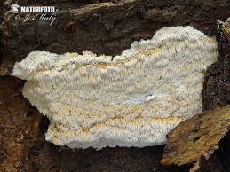 Attēlu rezultāti vaicājumam “Dentipellis fragilis”