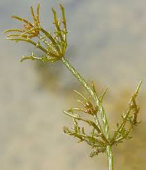 Attēlu rezultāti vaicājumam “Chara filiformis”