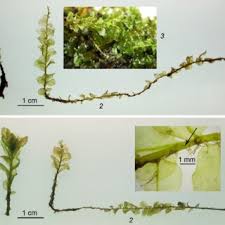 Attēlu rezultāti vaicājumam “Plagiomnium ellipticum”