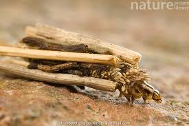 Attēlu rezultāti vaicājumam “Psyche casta”