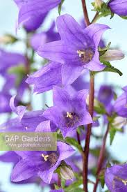 Image result for Campanula trachelium