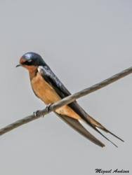 Attēlu rezultāti vaicājumam “Hirundo rustica adult”