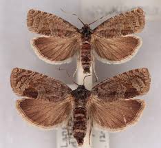 Attēlu rezultāti vaicājumam “Epiblema grandaevana”