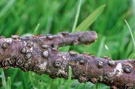 Attēlu rezultāti vaicājumam “Diatrype disciformis”