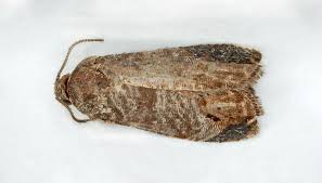 Attēlu rezultāti vaicājumam “Cydia pomonella”