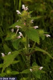 Attēlu rezultāti vaicājumam “Galeopsis tetrahit”