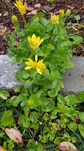 Attēlu rezultāti vaicājumam “Ficaria verna”